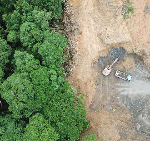 Forest destroyed by logging