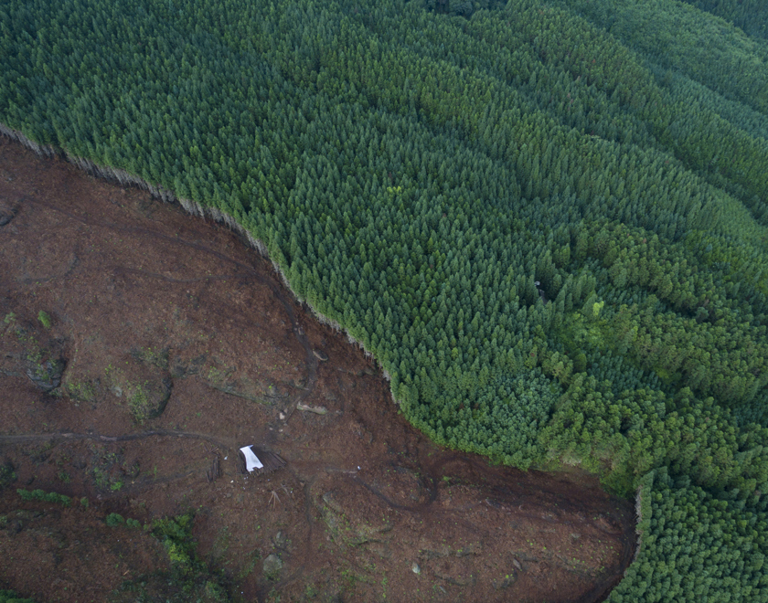 Aerial view of forest which has half disappeared from logging