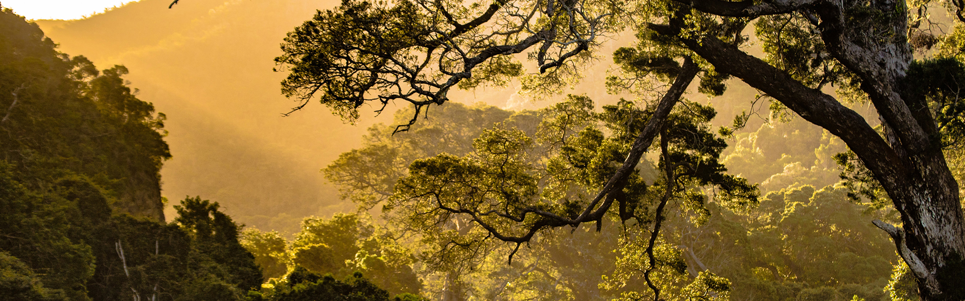 Sunlight shining through trees