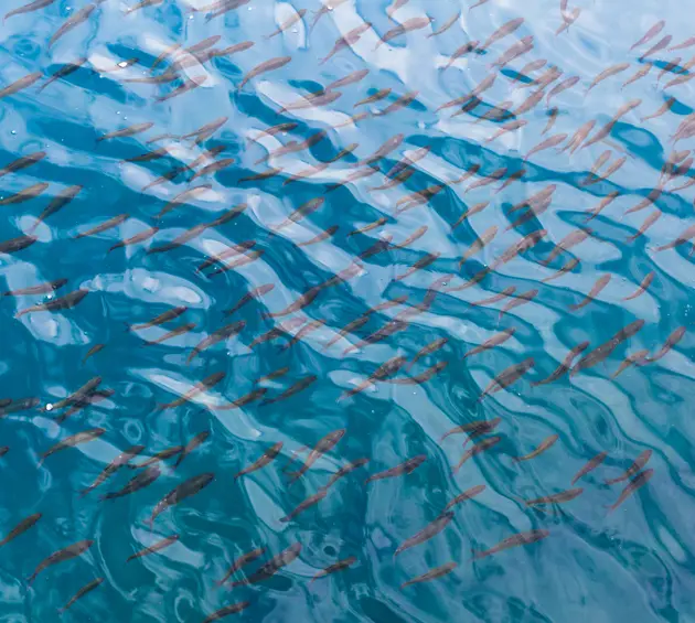 Aerial view of school of fish underwater