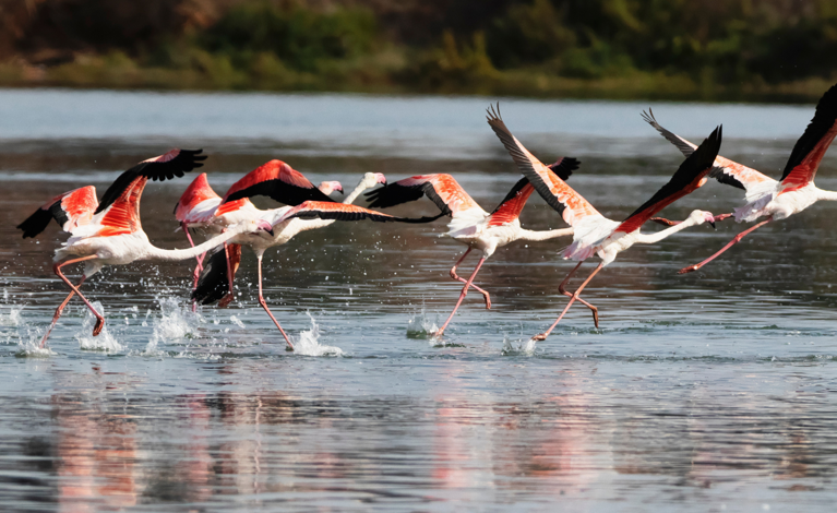 Flamencos