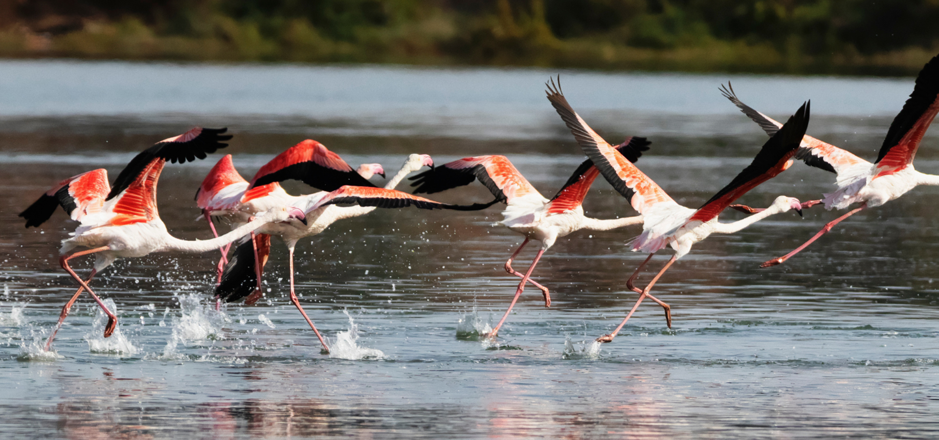 Flamencos