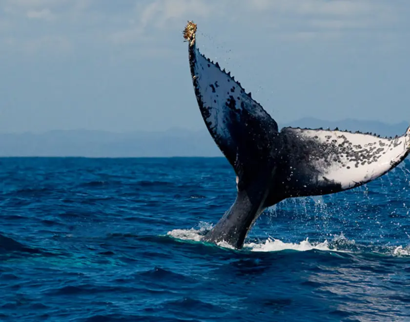 A whale tail above the ocean surface