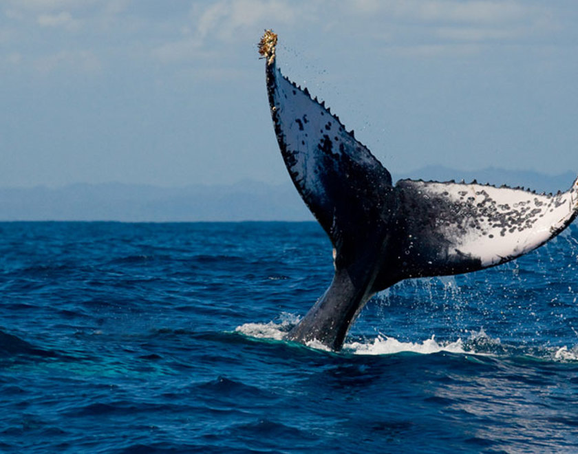 A whale tail above the ocean surface